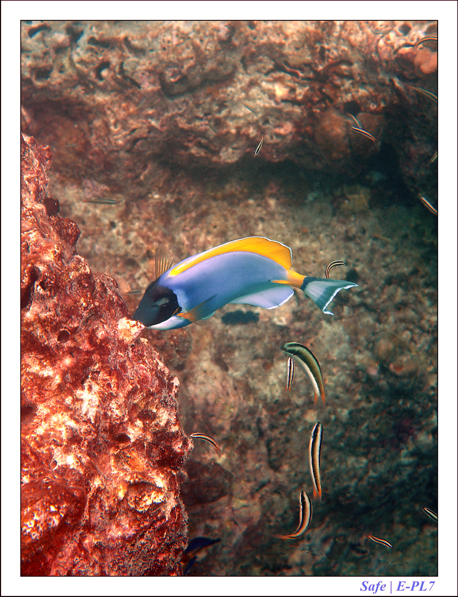 2019 - 07 - Snorkeling maldives - 39